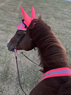 Horse from riders view in pink tack